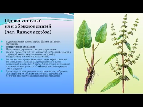 Щавель кислый или обыкновенный (лат. Rúmex acetósa) вид травянистых растений рода