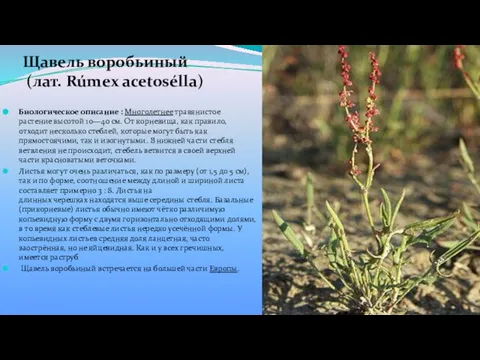 Щавель воробьиный (лат. Rúmex acetosélla) Биологическое описание : Многолетнее травянистое растение