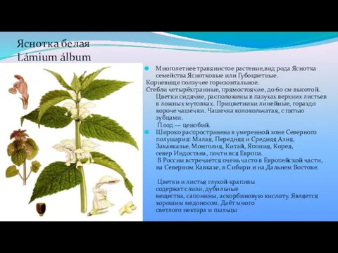 Яснотка белая Lámium álbum Многолетнее травянистое растение,вид рода Яснотка семейства Яснотковые