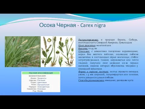 Осока Черная - Carex nigra Распространение: в природе: Европа, Сибирь, восточная