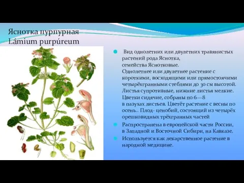 Яснотка пурпурная Lámium purpúreum Вид однолетних или двулетних травянистых растений рода