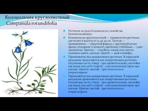 Колокольчик круглолистный Campanula rotundifolia Растение из рода Колокольчик, семейства Колокольчиковые. Колокольчик
