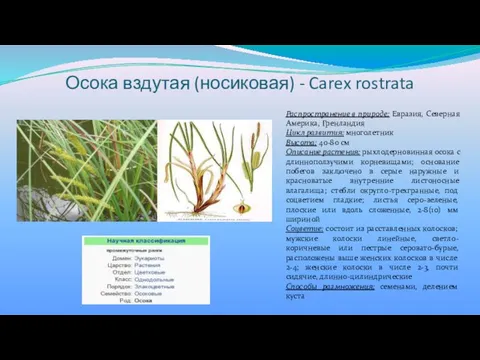 Осока вздутая (носиковая) - Carex rostrata Распространение в природе: Евразия, Северная