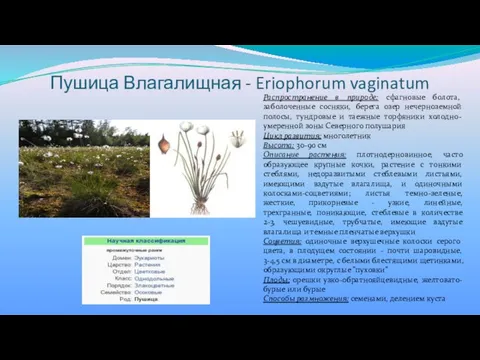 Пушица Влагалищная - Eriophorum vaginatum Распространение в природе: сфагновые болота, заболоченные