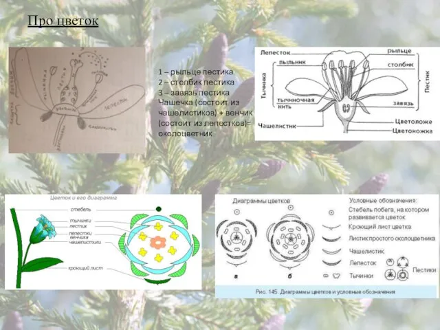 Про цветок 1 – рыльце пестика 2 – столбик пестика 3