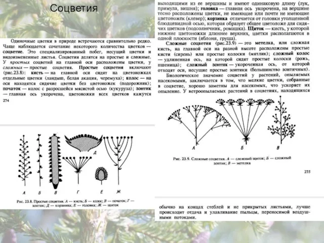 Соцветия