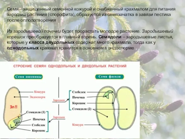 Семя – защищенный семенной кожурой и снабженный крахмалом для питания зародыш