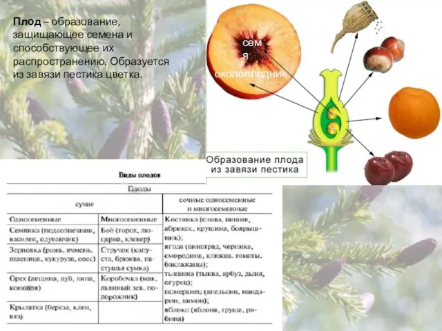 Плод – образование, защищающее семена и способствующее их распространению. Образуется из завязи пестика цветка. семя околоплодник