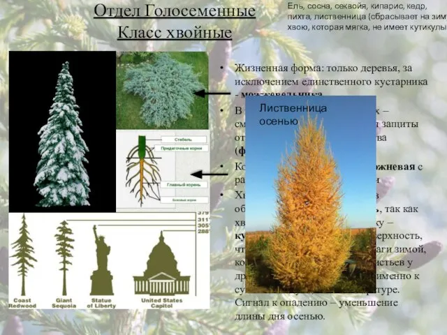 Отдел Голосеменные Класс хвойные Жизненная форма: только деревья, за исключением единственного