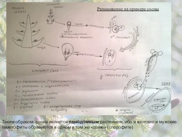 Размножение на примере сосны Таким образом, сосна является однодомным растением, ибо