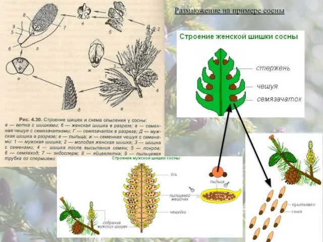 Размножение на примере сосны