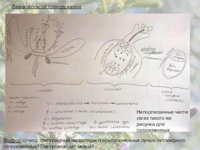 Размножение на примере вишни Неподписанные части см из такого же рисунка