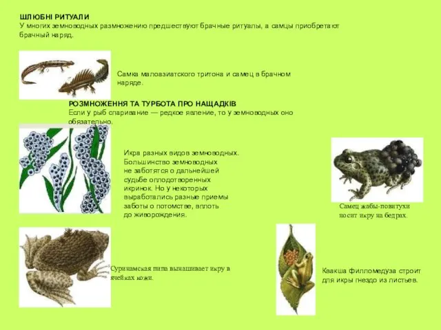 ШЛЮБНІ РИТУАЛИ У многих земноводных размножению предшествуют брачные ритуалы, а самцы