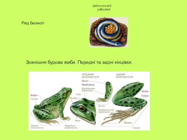 Цейлонський рибозмій Зовнішня будова жаби. Передні та задні кінцівки.