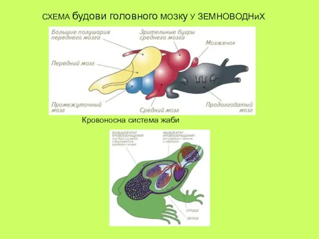 СХЕМА будови головного МОЗку У ЗЕМНОВОДНиХ Кровоносна система жаби