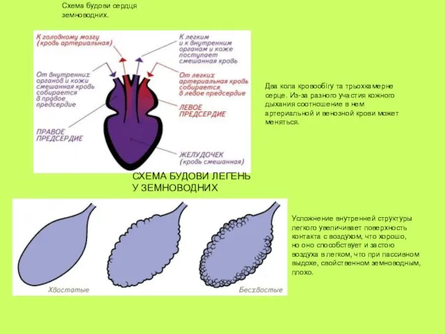 Схема будови сердця земноводних. Два кола кровообігу та трьохкамерне серце. Из-за