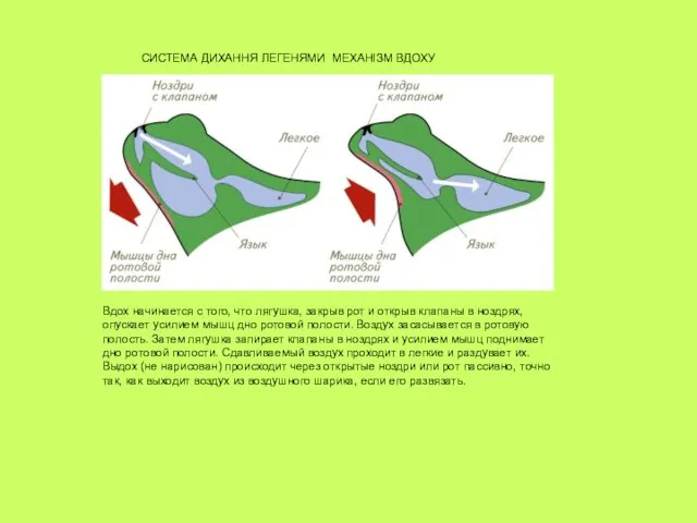 СИСТЕМА ДИХАННЯ ЛЕГЕНЯМИ МЕХАНІЗМ ВДОХУ Вдох начинается с того, что лягушка,