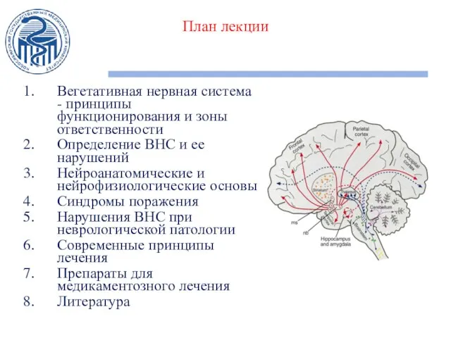 План лекции Вегетативная нервная система - принципы функционирования и зоны ответственности