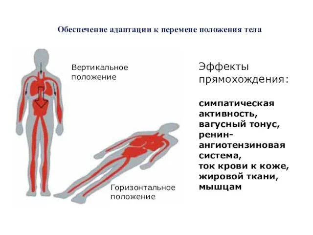 Обеспечение адаптации к перемене положения тела Эффекты прямохождения: симпатическая активность, вагусный