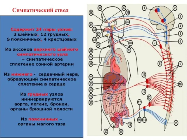 Симпатический ствол Содержит 24 пары узлов: 3 шейных, 12 грудных, 5