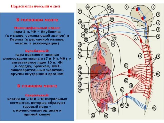 Парасимпатический отдел В головном мозге Мезенцефальный отдел: ядра 3 п. ЧН