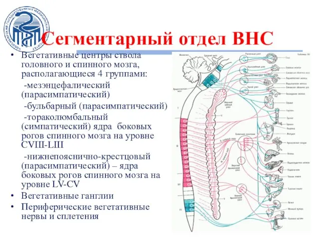 Сегментарный отдел ВНС Вегетативные центры ствола головного и спинного мозга, располагающиеся