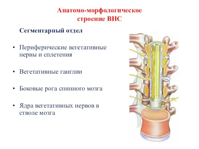 Анатомо-морфологическое строение ВНС Сегментарный отдел Периферические вегетативные нервы и сплетения Вегетативные