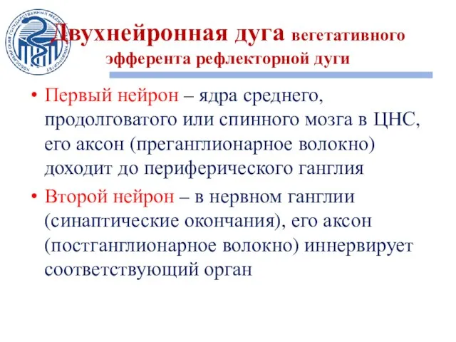 Двухнейронная дуга вегетативного эфферента рефлекторной дуги Первый нейрон – ядра среднего,