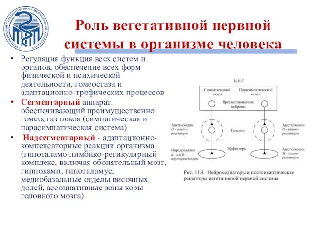 Роль вегетативной нервной системы в организме человека Регуляция функция всех систем