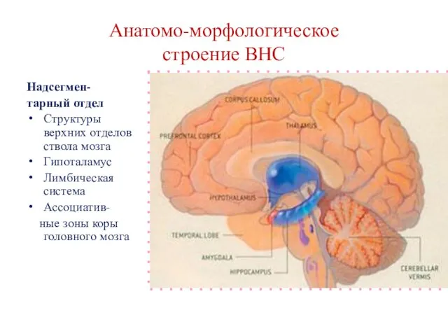 Анатомо-морфологическое строение ВНС Надсегмен- тарный отдел Структуры верхних отделов ствола мозга