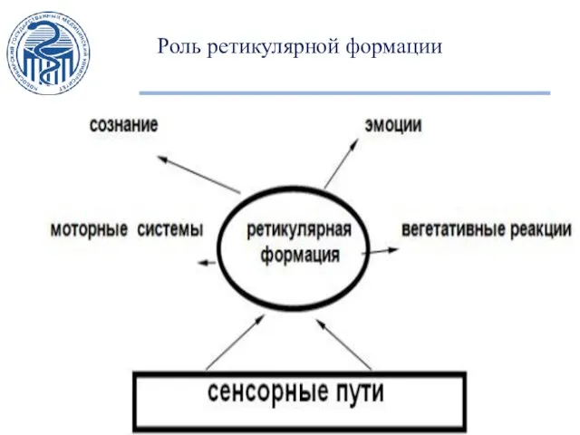 Роль ретикулярной формации