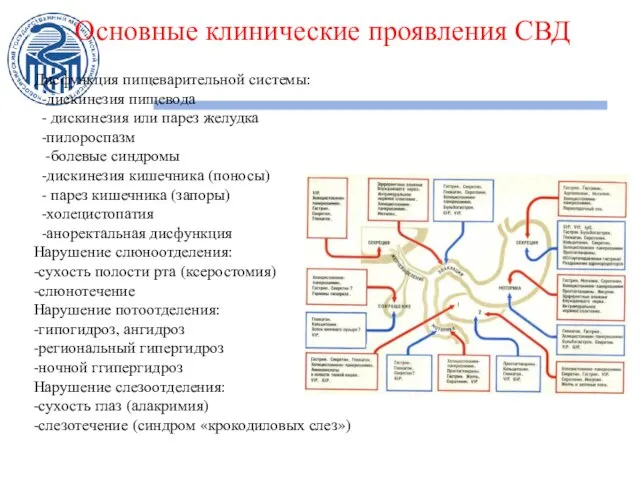 Основные клинические проявления СВД Дисфункция пищеварительной системы: -дискинезия пищевода - дискинезия