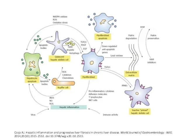 Czaja AJ. Hepatic inflammation and progressive liver fibrosis in chronic liver