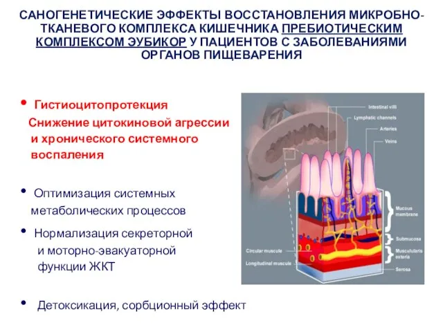 САНОГЕНЕТИЧЕСКИЕ ЭФФЕКТЫ ВОССТАНОВЛЕНИЯ МИКРОБНО-ТКАНЕВОГО КОМПЛЕКСА КИШЕЧНИКА ПРЕБИОТИЧЕСКИМ КОМПЛЕКСОМ ЭУБИКОР У ПАЦИЕНТОВ