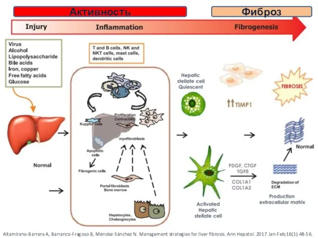 Altamirano-Barrera A, Barranco-Fragoso B, Méndez-Sánchez N. Management strategies for liver fibrosis.