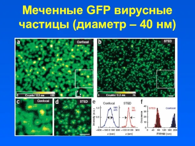 Меченные GFP вирусные частицы (диаметр – 40 нм)