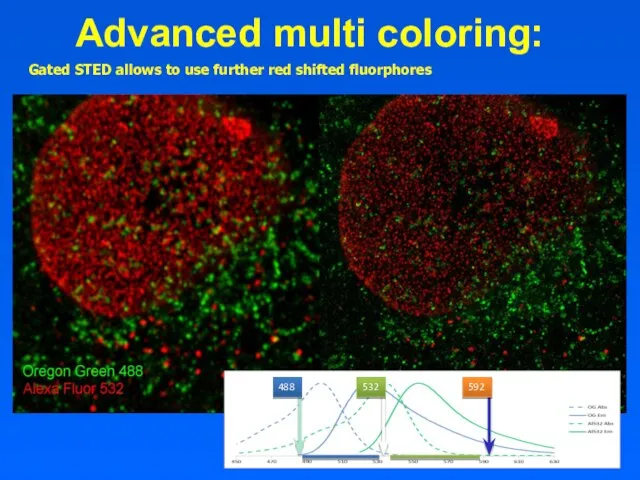 Advanced multi coloring: Gated STED allows to use further red shifted fluorphores