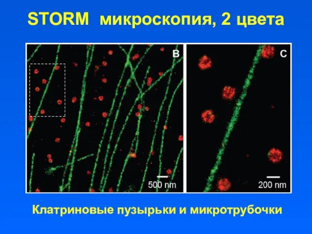STORM микроскопия, 2 цвета Клатриновые пузырьки и микротрубочки