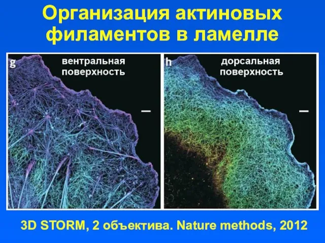Организация актиновых филаментов в ламелле 3D STORM, 2 объектива. Nature methods, 2012