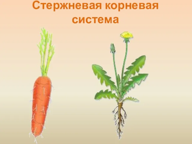 Стержневая корневая система