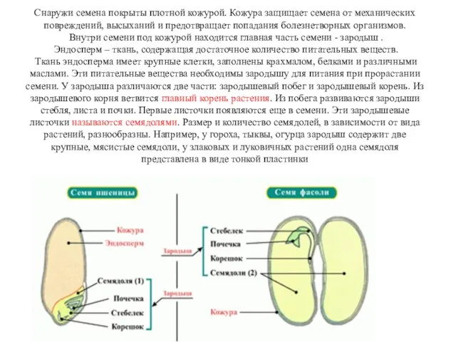 Снаружи семена покрыты плотной кожурой. Кожура защищает семена от механических повреждений,