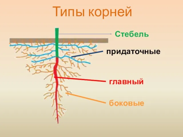 Типы корней Стебель