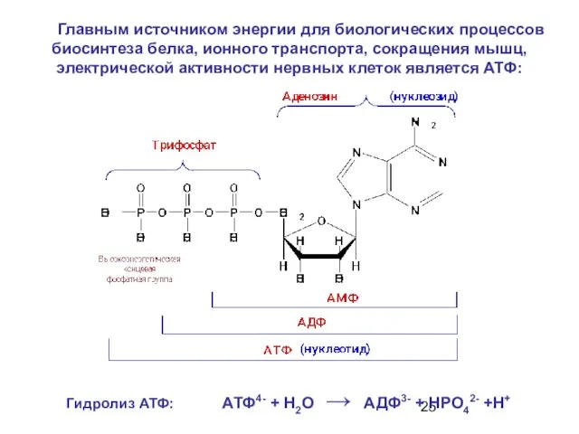 Главным источником энергии для биологических процессов биосинтеза белка, ионного транспорта, сокращения