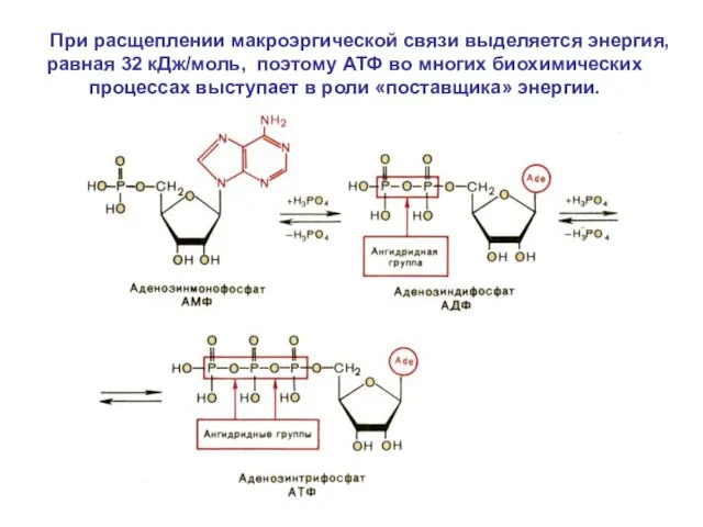 При расщеплении макроэргической связи выделяется энергия, равная 32 кДж/моль, поэтому АТФ