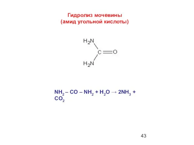 Гидролиз мочевины (амид угольной кислоты) NH2 – CO – NH2 + H2O → 2NH3 + CO2