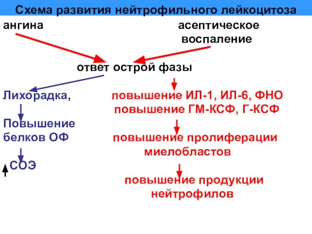 Схема развития нейтрофильного лейкоцитоза ангина асептическое воспаление ответ острой фазы Лихорадка,