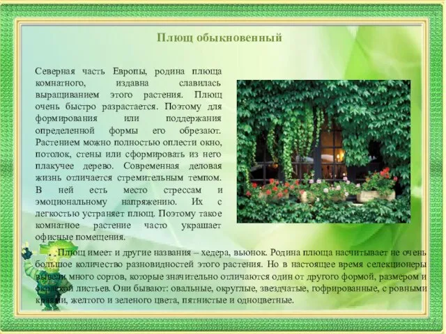 Плющ обыкновенный Северная часть Европы, родина плюща комнатного, издавна славилась выращиванием