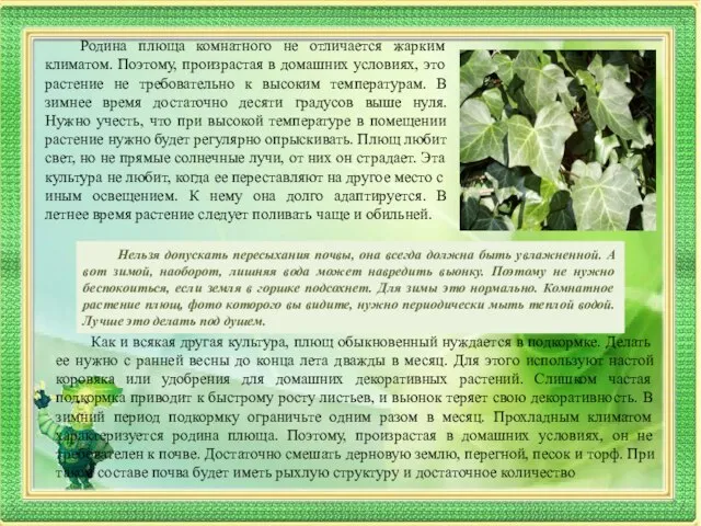 Родина плюща комнатного не отличается жарким климатом. Поэтому, произрастая в домашних