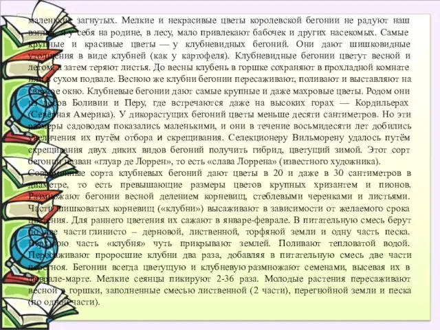 маленьких загнутых. Мелкие и некрасивые цветы королевской бегонии не радуют наш