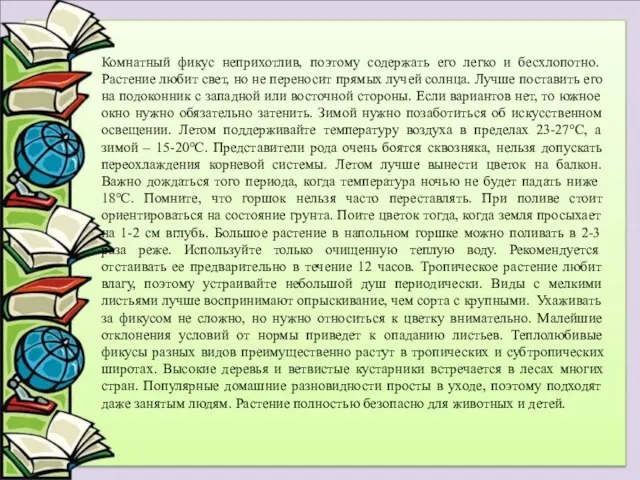 Комнатный фикус неприхотлив, поэтому содержать его легко и бесхлопотно. Растение любит